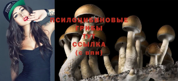 стафф Аркадак